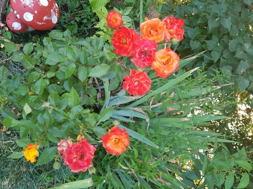  - Trandafiri la baltă 2021