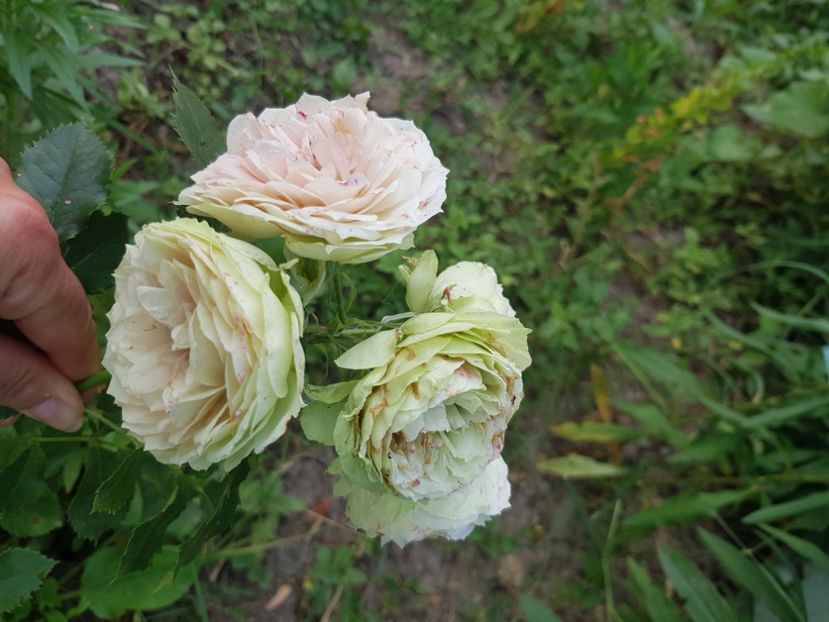 Dublură - 0 Trandafiri dubluri disponibili