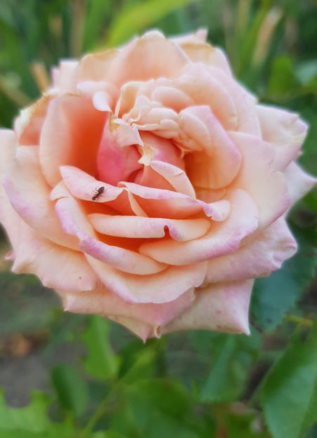  - Trandafiri la baltă 2021