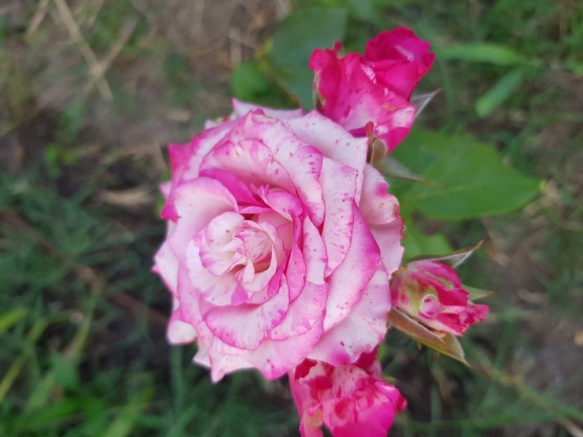  - Trandafiri la baltă 2021