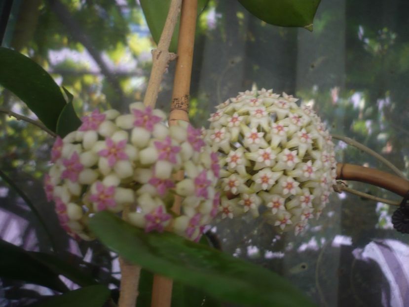 P1490889 - HOYA 2021-2