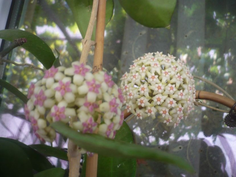 P1490890 - HOYA 2021-2