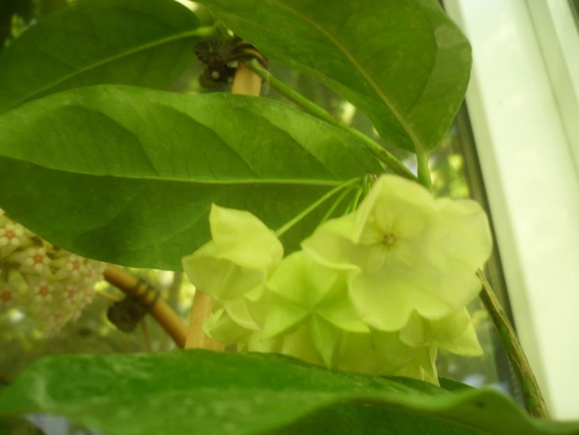 P1490891 - HOYA 2021-2