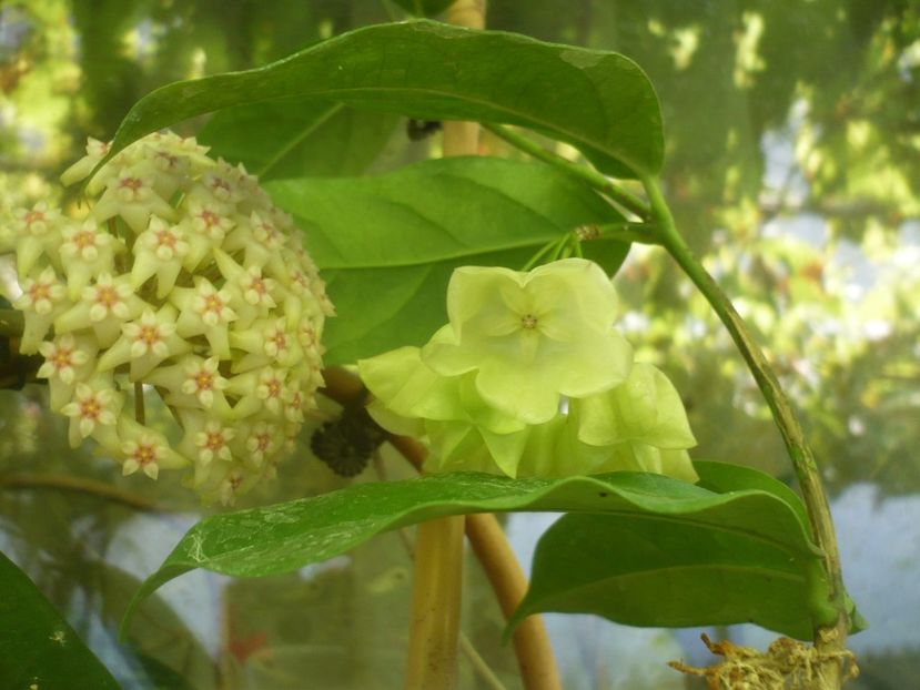 P1490892 - HOYA 2021-2