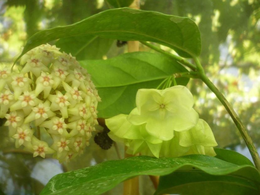 P1490893 - HOYA 2021-2
