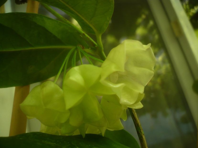 P1490894 - HOYA 2021-2