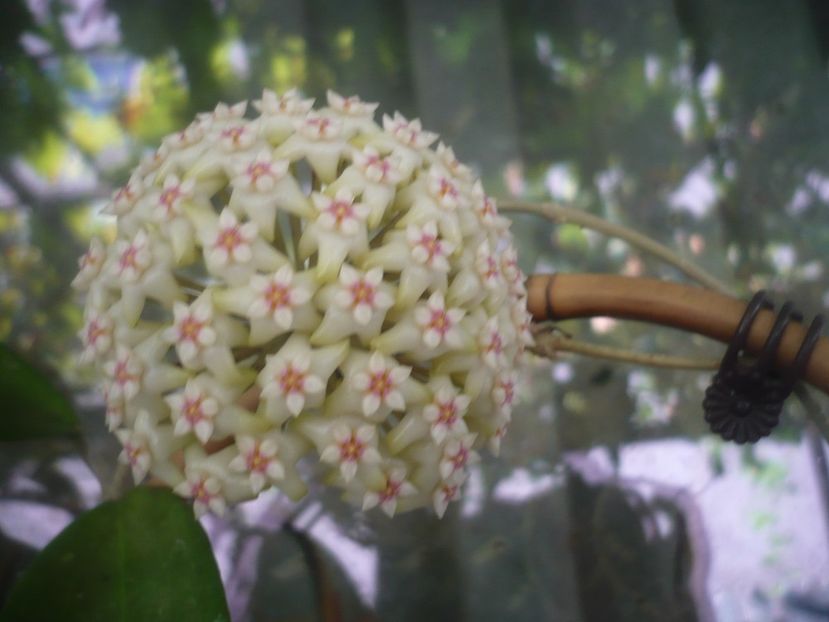 P1490882 - HOYA 2021-2