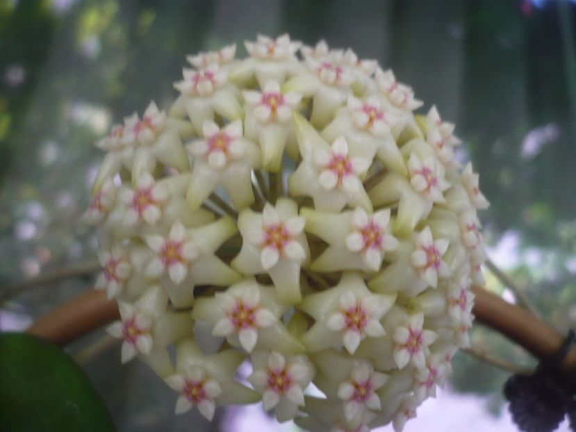 P1490883 - HOYA 2021-2