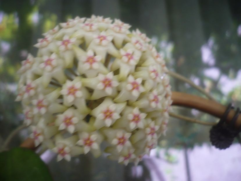 P1490884 - HOYA 2021-2