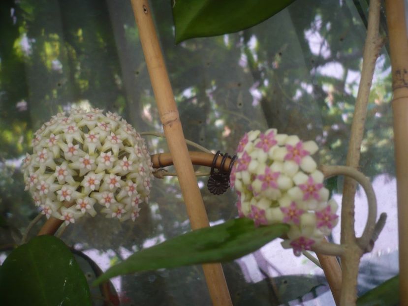 P1490885 - HOYA 2021-2