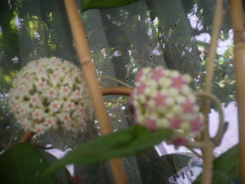 P1490886 - HOYA 2021-2
