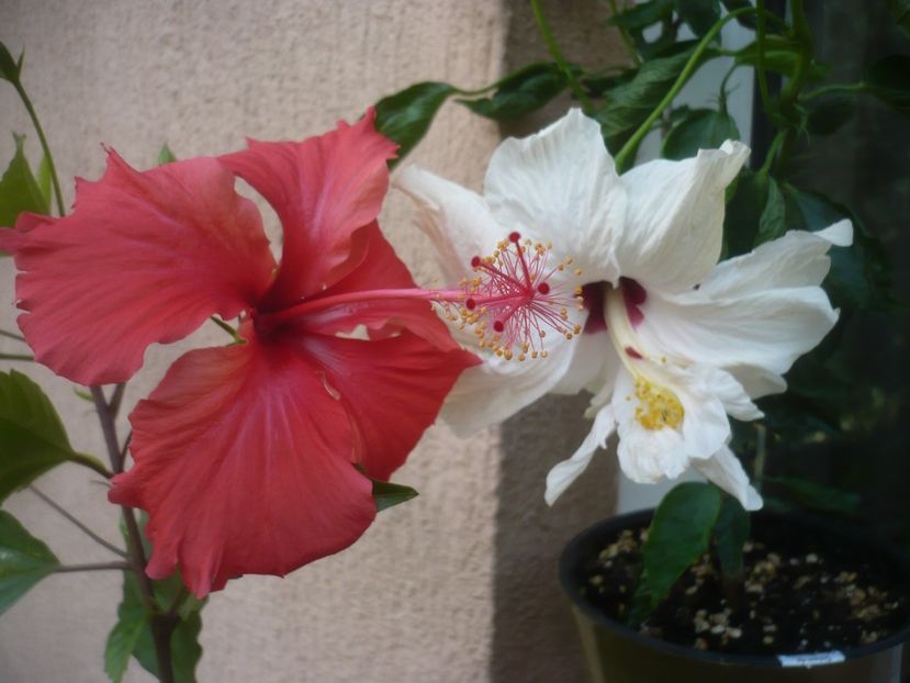 P1490900 - HIBISCUSI 2021-2