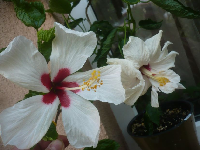P1490903 - HIBISCUSI 2021-2