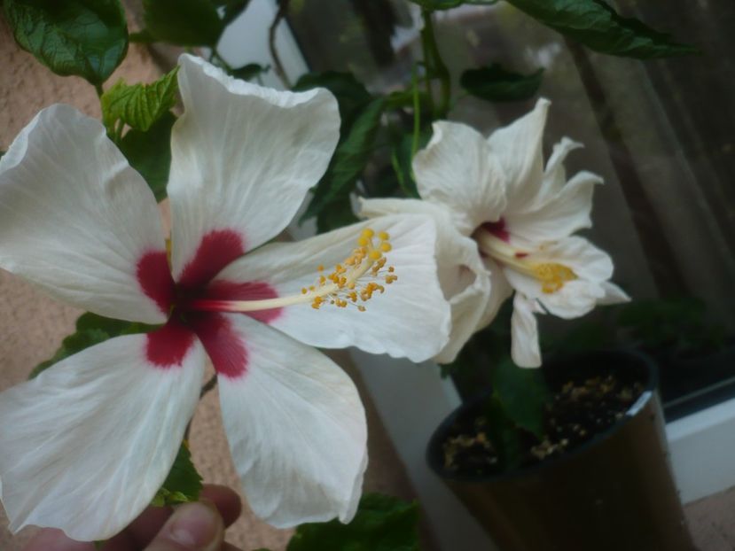 P1490904 - HIBISCUSI 2021-2