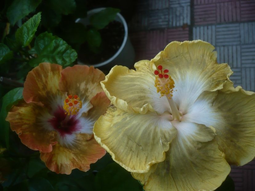 P1490907 - HIBISCUSI 2021-2