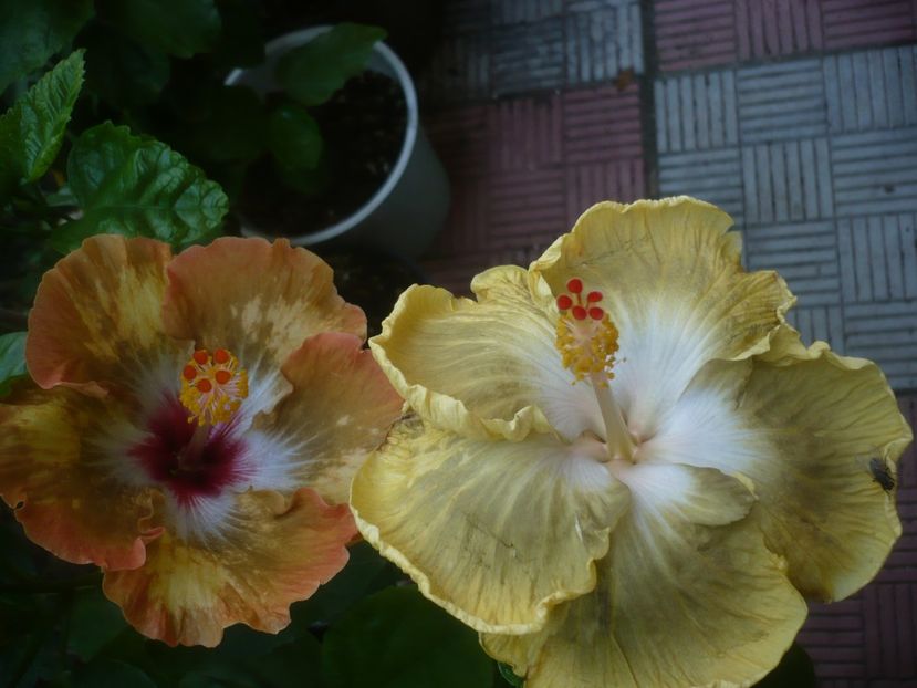 P1490908 - HIBISCUSI 2021-2