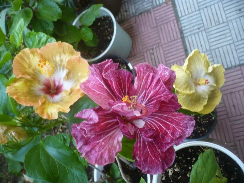 P1490910 - HIBISCUSI 2021-2