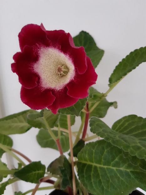  - 1GLOXINIA-2018- 2021