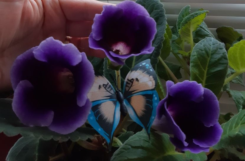  - 1GLOXINIA-2018- 2021