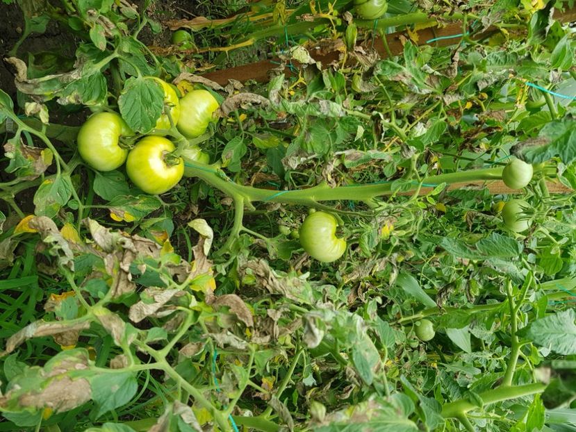 Mana toata gradina - Iulie 2021