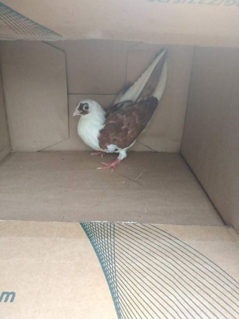 12465  mascul  2021 - Plecați ALBUM 3