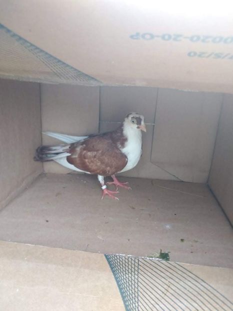 12437  mascul  2021 - Plecați ALBUM 3