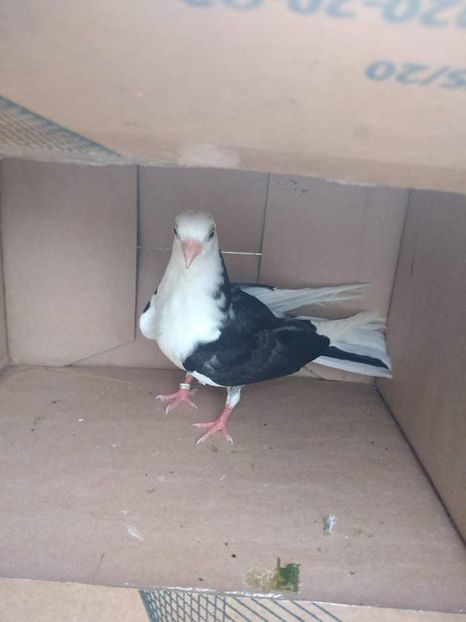 12500  femelă  2021 - Plecați ALBUM 3