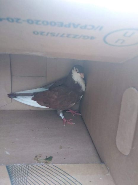 12434  mascul  2021 - Plecați ALBUM 3