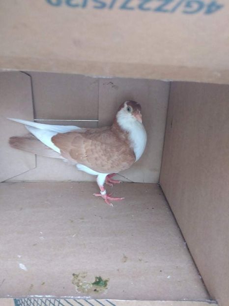 12498  mascul  2021 - Plecați ALBUM 3