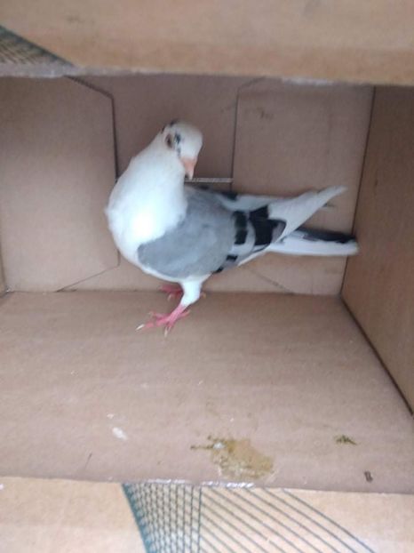 12415  femelă  2021 - Plecați ALBUM 3