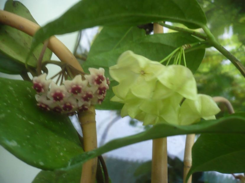 P1490917 - HOYA 2021-2