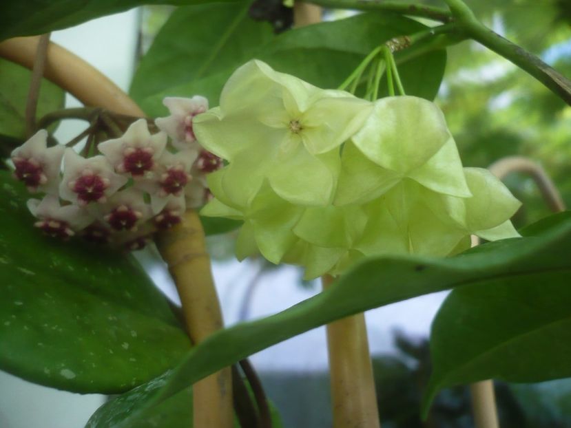 P1490918 - HOYA 2021-2