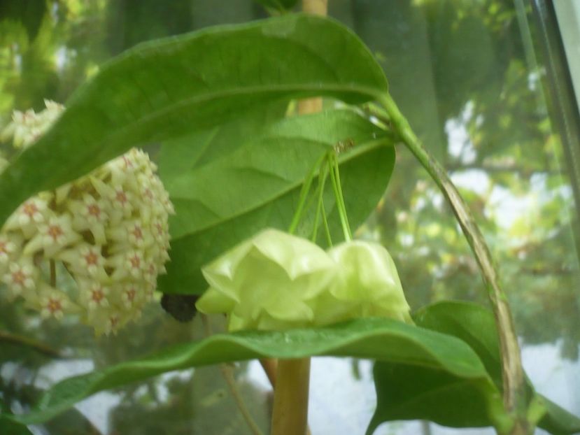 P1490922 - HOYA 2021-2