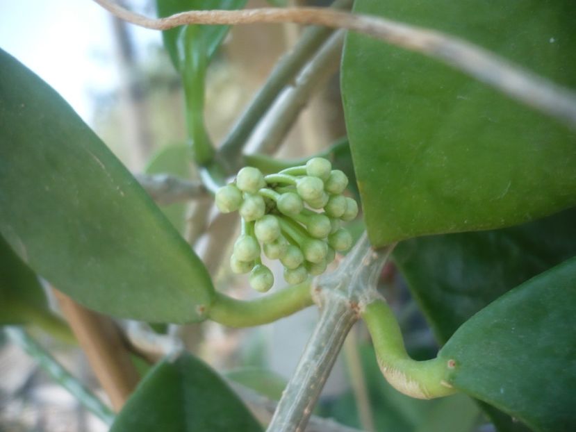 P1490916 - HOYA 2021-2