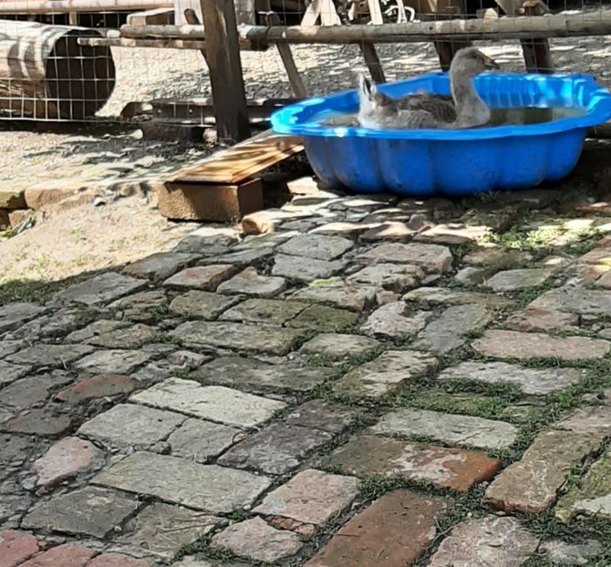  - Boboci gâsca 2021