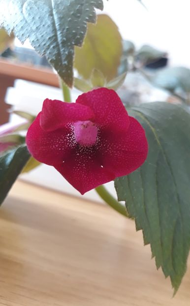  - 001 2021 - BRID s 34m-19