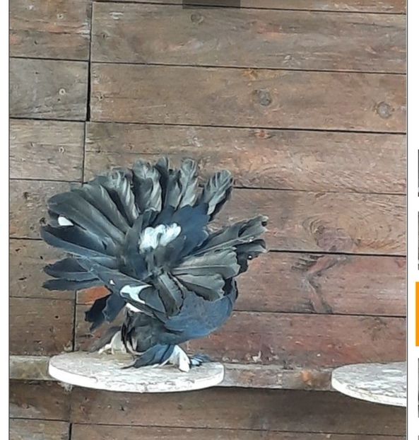 2021 - VOLTATI INDIENI