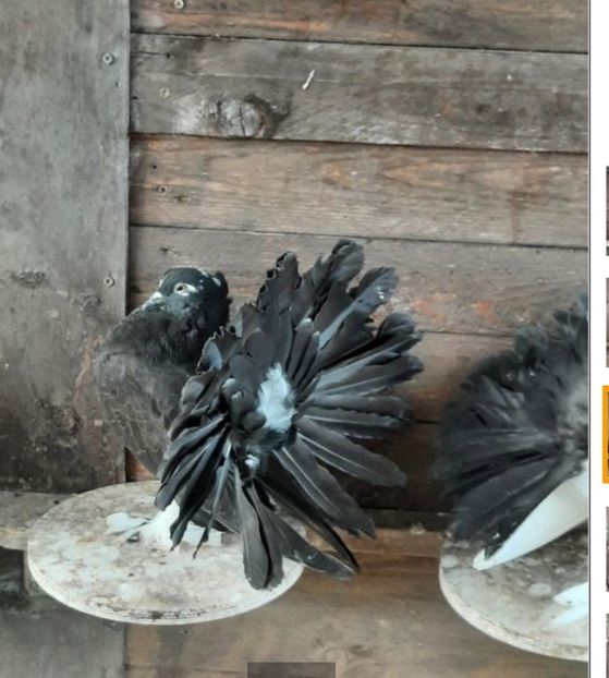 2021 - VOLTATI INDIENI