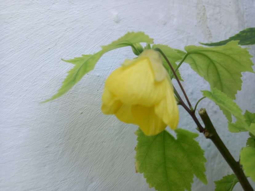  - Abutilon 2021