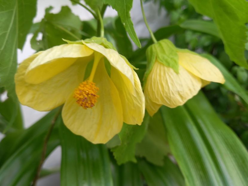  - Abutilon 2021