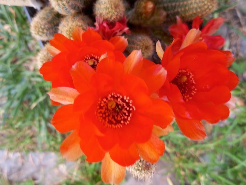  - Cactuși 2021