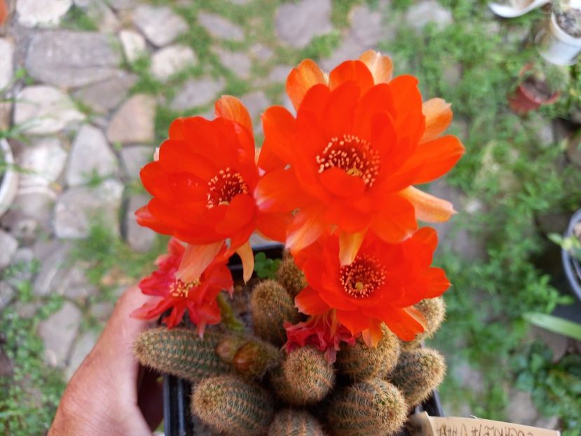  - Cactuși 2021
