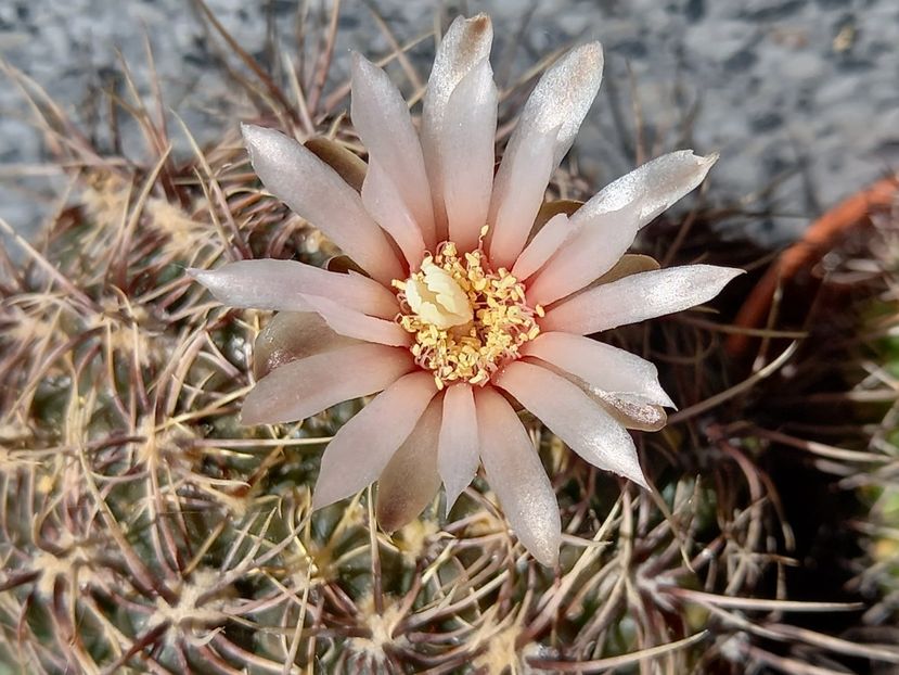  - Cactuși 2021