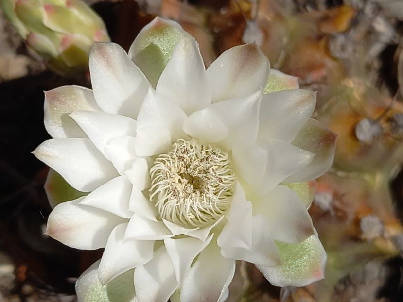  - Cactuși 2021