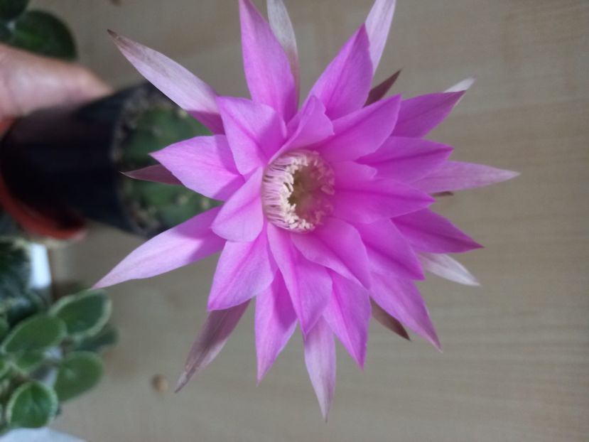  - Cactuși 2021