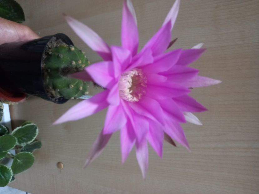  - Cactuși 2021