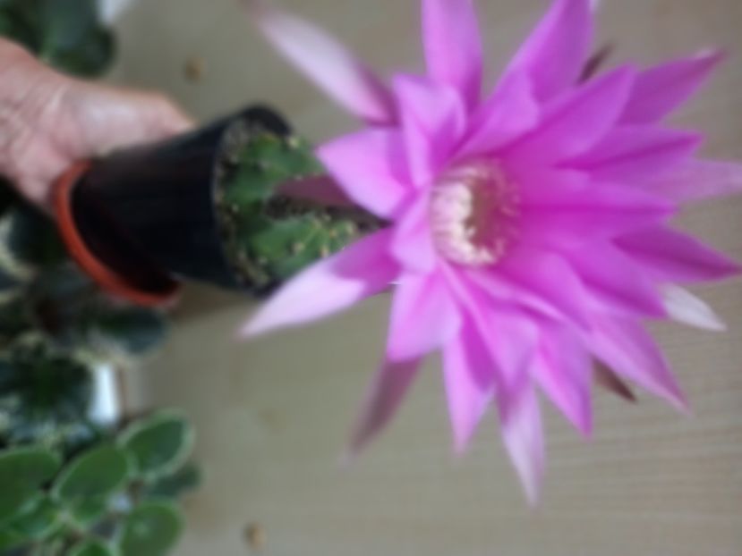  - Cactuși 2021