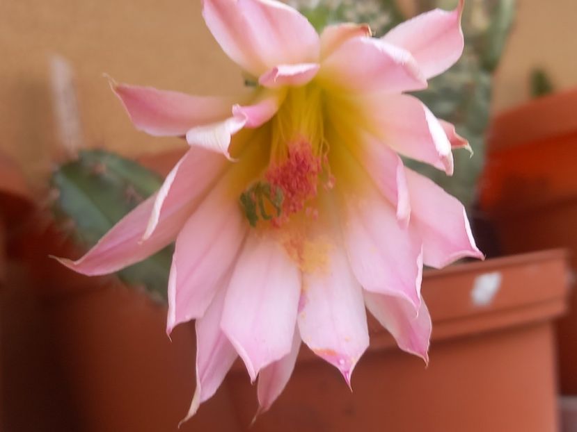  - Cactuși 2021
