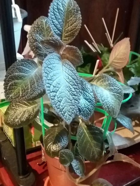  - Episcia