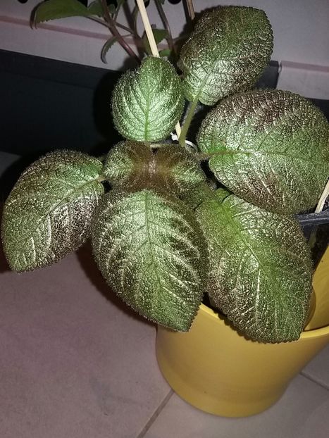  - Episcia